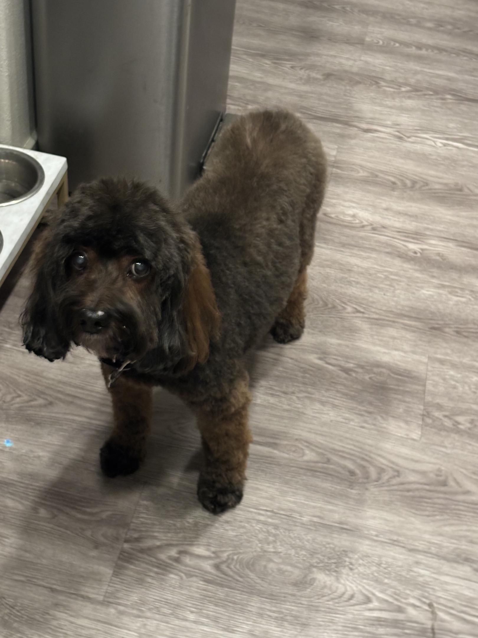 "The Luma has really helped Lucky with the pain in his back legs. I would take him to go potty and his little back legs would shake. He also was collapsing, and it was just heartbreaking. As soon as I started using this red light therapy from Luma I really saw a difference and now he doesn't shake at all anymore and is living a much happier life." — Kristine, Lucky's parent